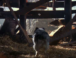 extant_XenaWarriorPrincess_6x10-OldAresHadAFarm_3071
