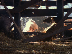 extant_XenaWarriorPrincess_6x10-OldAresHadAFarm_3072