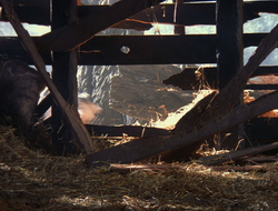extant_XenaWarriorPrincess_6x10-OldAresHadAFarm_3073