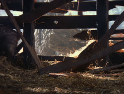 extant_XenaWarriorPrincess_6x10-OldAresHadAFarm_3074