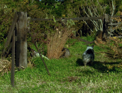 extant_XenaWarriorPrincess_6x10-OldAresHadAFarm_3130