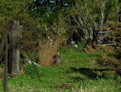 extant_XenaWarriorPrincess_6x10-OldAresHadAFarm_3133