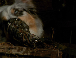 extant_XenaWarriorPrincess_6x10-OldAresHadAFarm_3187