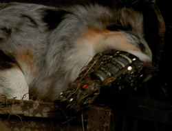extant_XenaWarriorPrincess_6x10-OldAresHadAFarm_3190