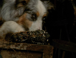extant_XenaWarriorPrincess_6x10-OldAresHadAFarm_3200