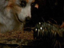 extant_XenaWarriorPrincess_6x10-OldAresHadAFarm_3205
