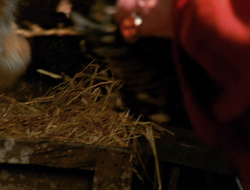 extant_XenaWarriorPrincess_6x10-OldAresHadAFarm_3207