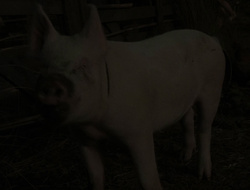 extant_XenaWarriorPrincess_6x10-OldAresHadAFarm_3243