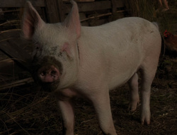 extant_XenaWarriorPrincess_6x10-OldAresHadAFarm_3244