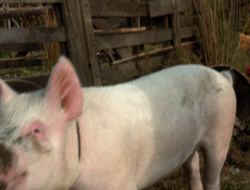 extant_XenaWarriorPrincess_6x10-OldAresHadAFarm_3247