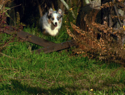 extant_XenaWarriorPrincess_6x10-OldAresHadAFarm_3568