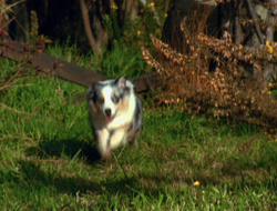 extant_XenaWarriorPrincess_6x10-OldAresHadAFarm_3569