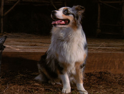 extant_XenaWarriorPrincess_6x10-OldAresHadAFarm_3640